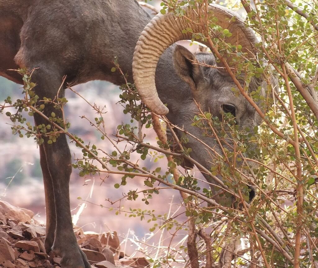 bighorn sheep grand canyon 10