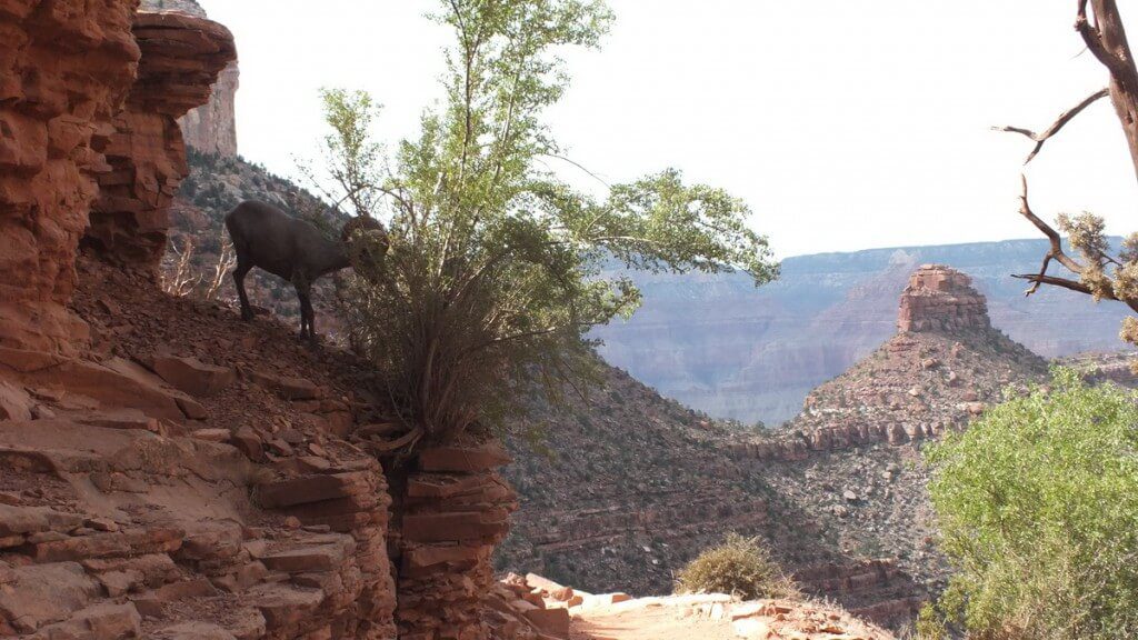 Bighorn sheep eating from a bush along Bright Angel Trail at Grand Canyon National Park, Arizona, U.S.A.