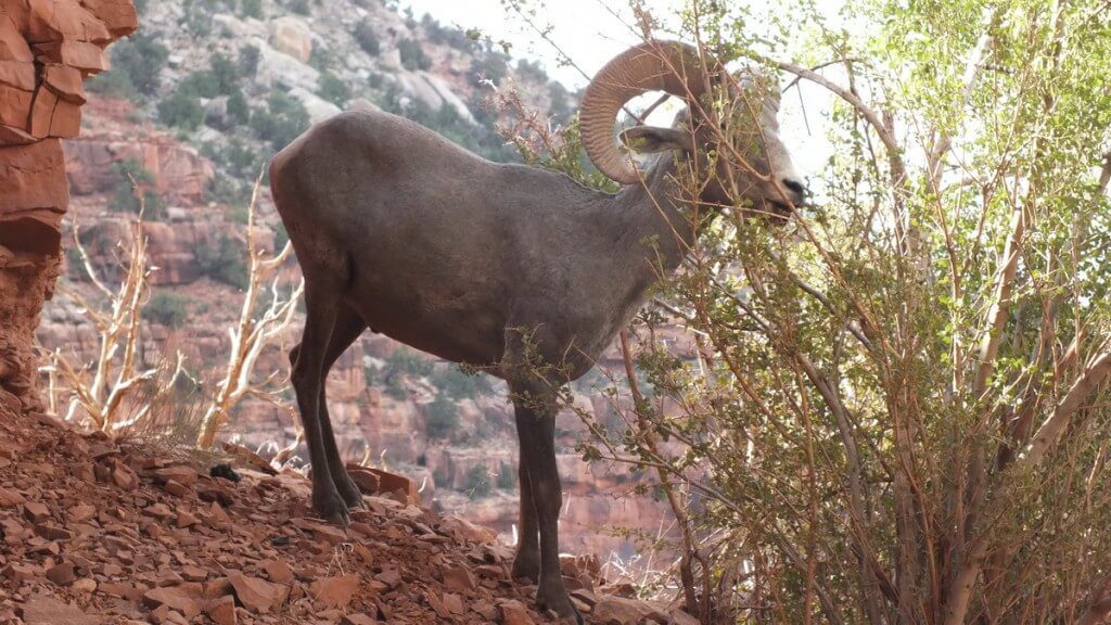 Bighorn sheep eating from a bush at Grand Canyon National Park, Arizona, U.S.A.
