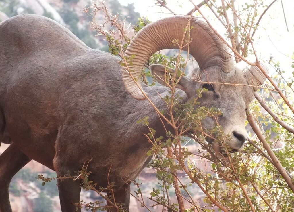 Close up of a Bighorn sheep eating from a bush at Grand Canyon National Park, Arizona, U.S.A.
