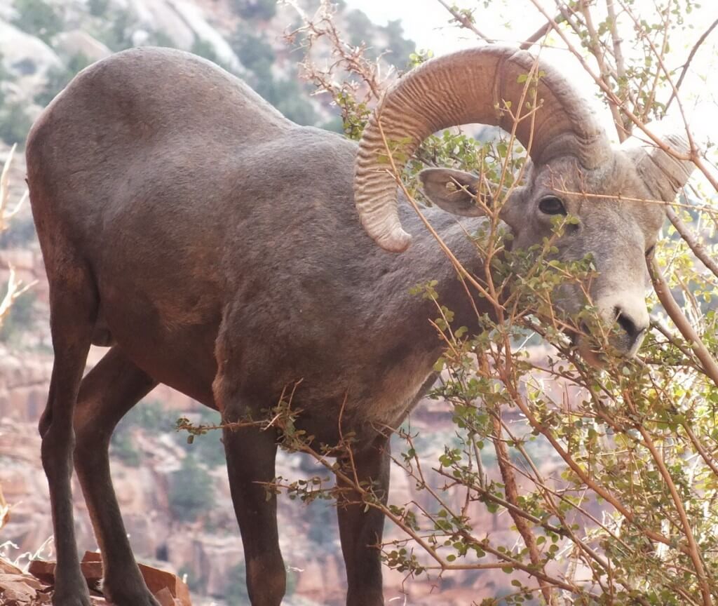 bighorn sheep grand canyon 15
