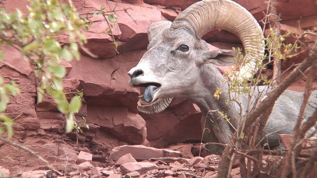 Bighorn sheep standing along a ridge at Grand Canyon National Park, Arizona, U.S.A.