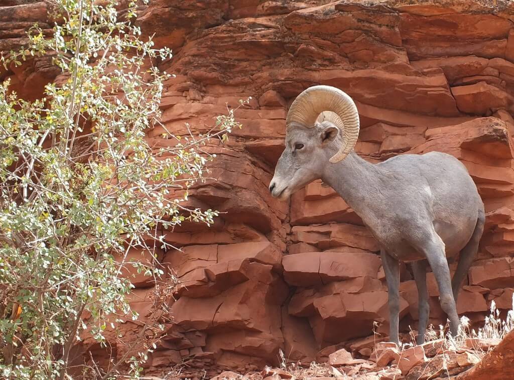 Bighorn sheep standing on a ridge at Grand Canyon National Park, Arizona, U.S.A.