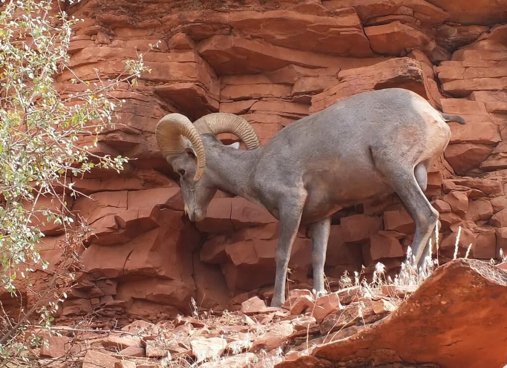 Bighorn sheep walking along a ridge at Grand Canyon National Park, Arizona, U.S.A.