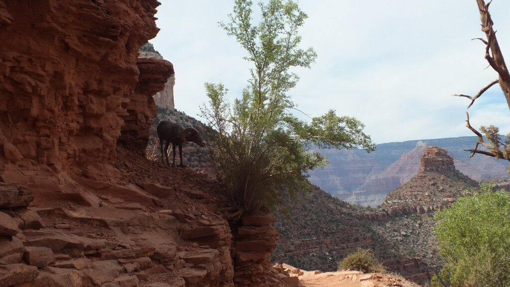 Bighorn sheep along a ridge at Grand Canyon National Park, Arizona, U.S.A.