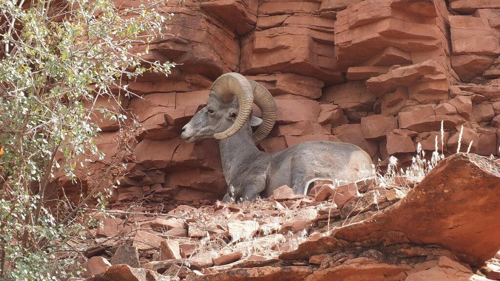 Bighorn sheep laying on ridge along Bright Angel Trail at Grand Canyon National Park, Arizona, U.S.A.