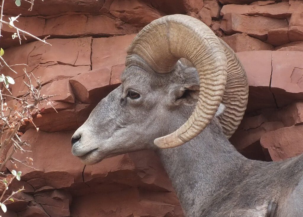 Close up of a Bighorn sheep along Bright Angel Trail at Grand Canyon National Park, Arizona, U.S.A.