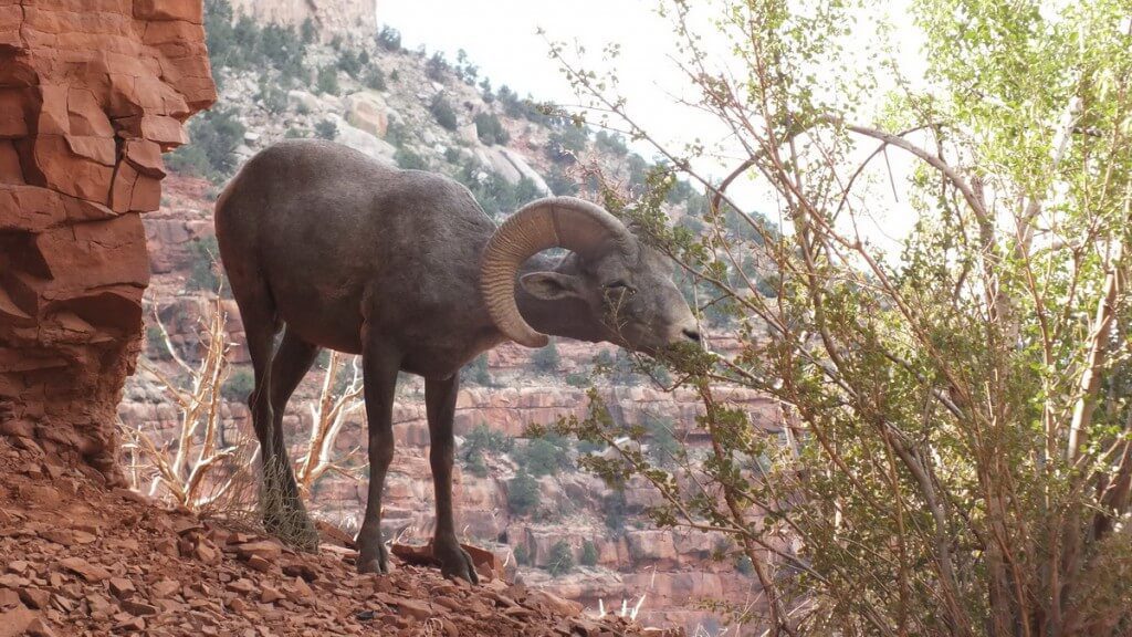 Close up of a Bighorn sheep eating from a bush at Grand Canyon National Park, Arizona, U.S.A.