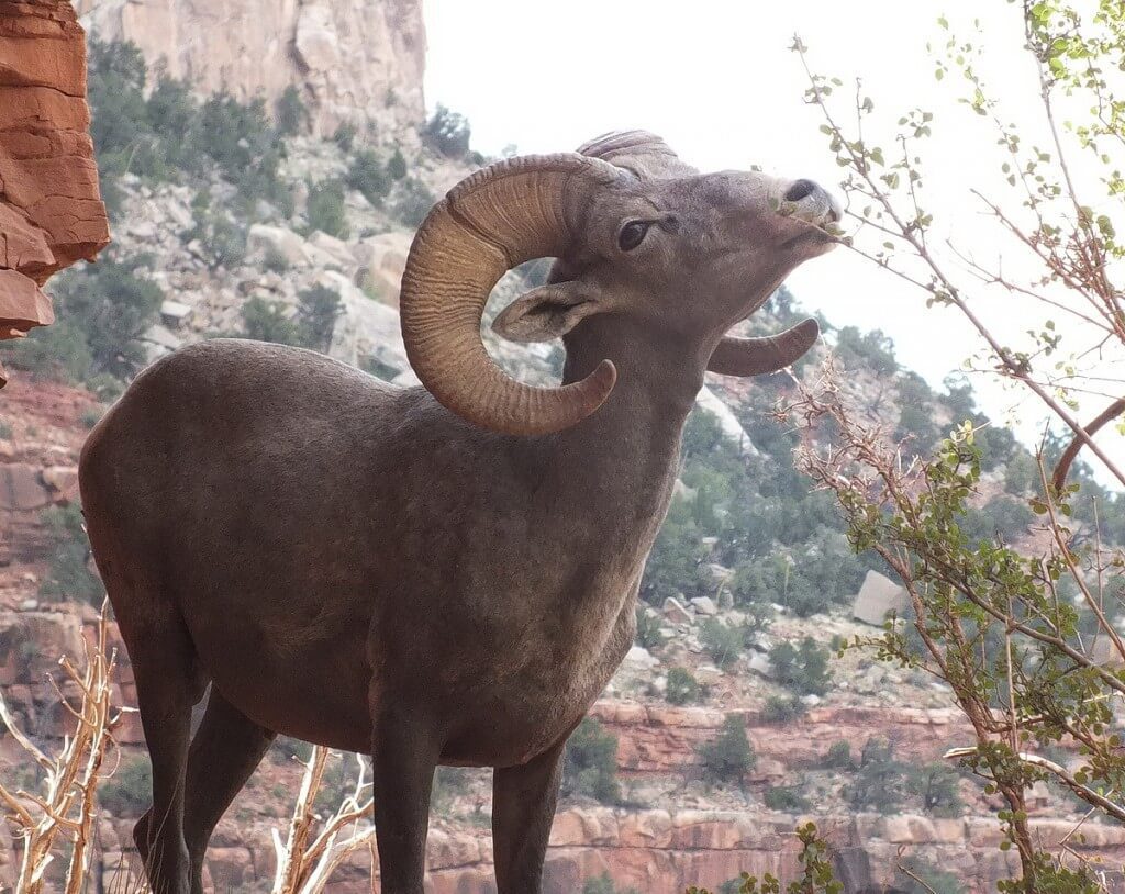 Bighorn sheep eating along a ridge at Grand Canyon National Park, Arizona, U.S.A.
