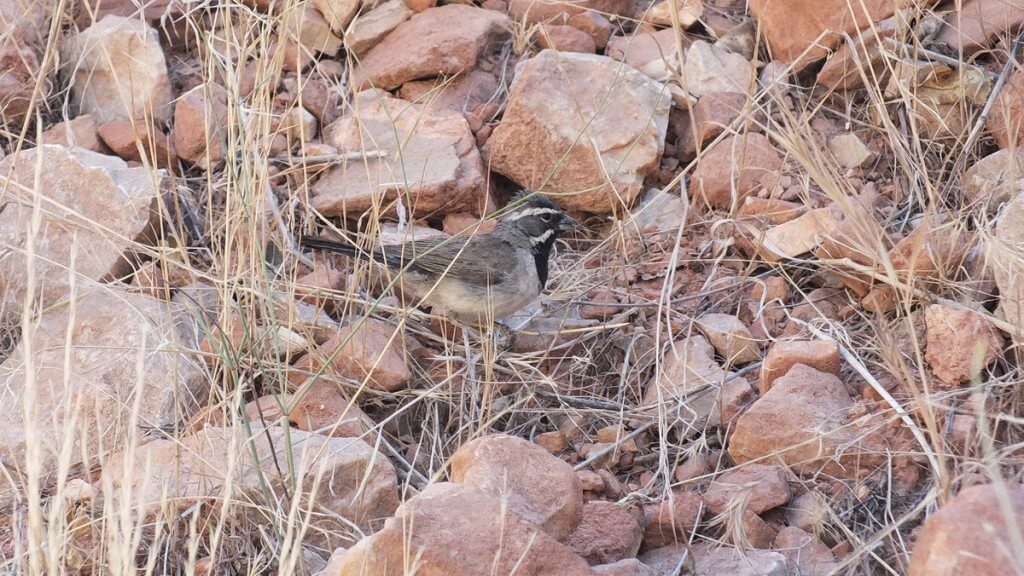 black-throated sparrow, bright angel trail 4b