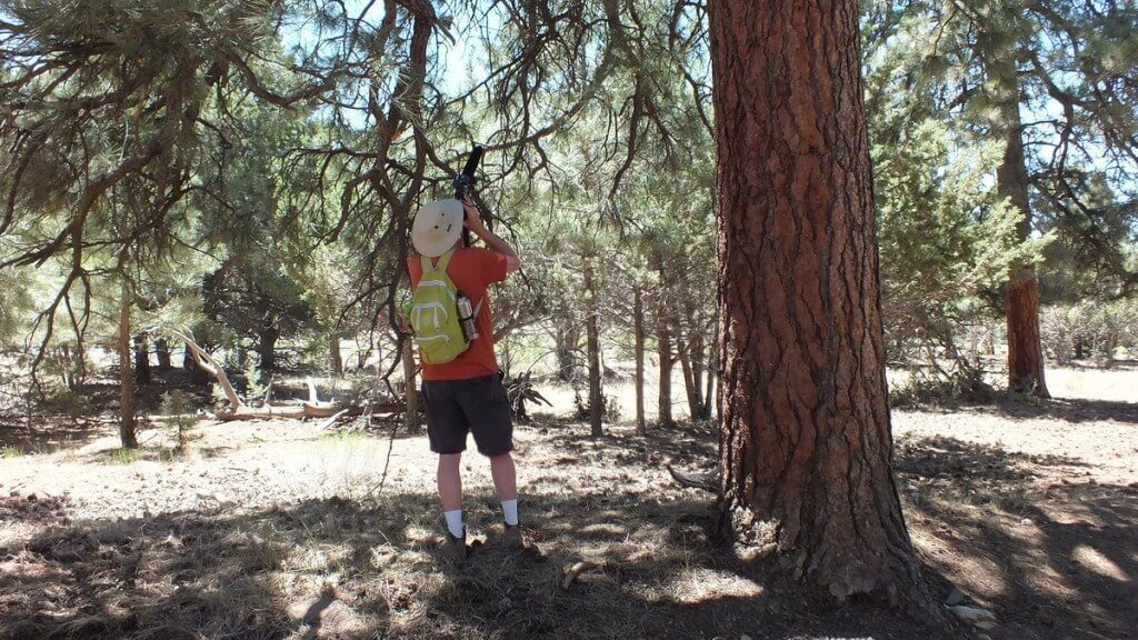 Bob films a Pygmy nuthatch at Grand Canyon National Park in Arizona, USA