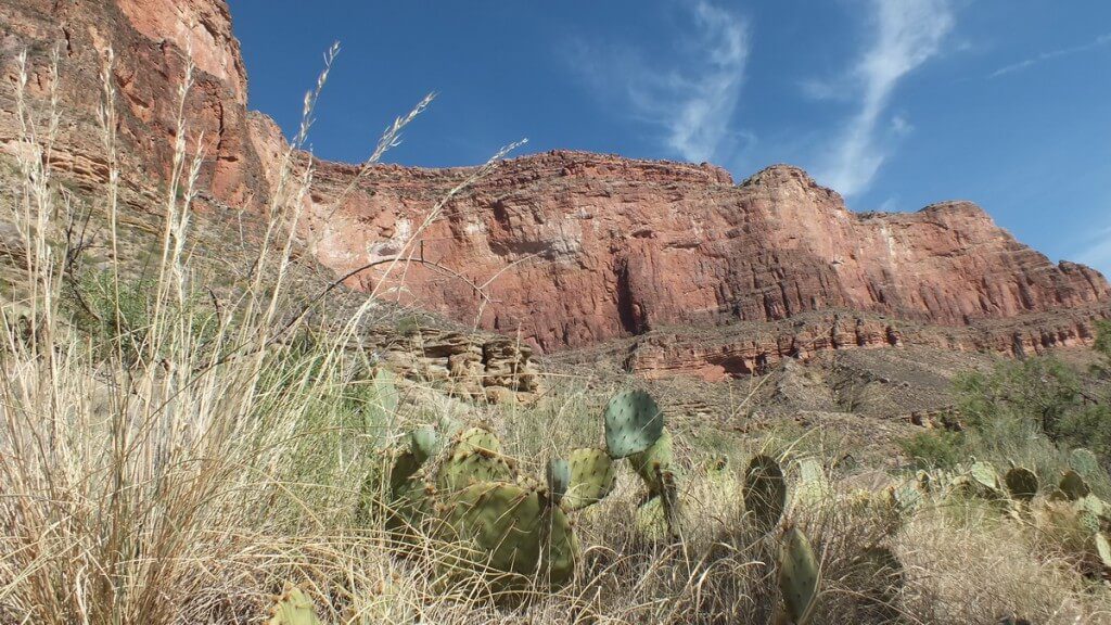 cactus on bright angel trail 21a