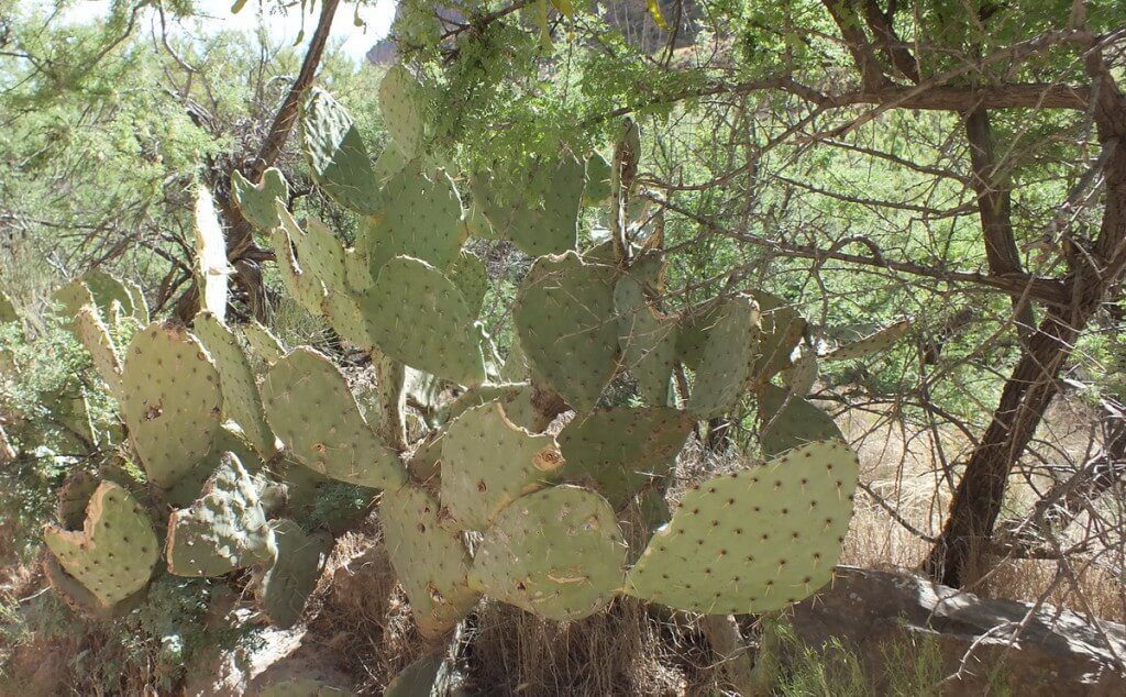 cactus on bright angel trail 21b