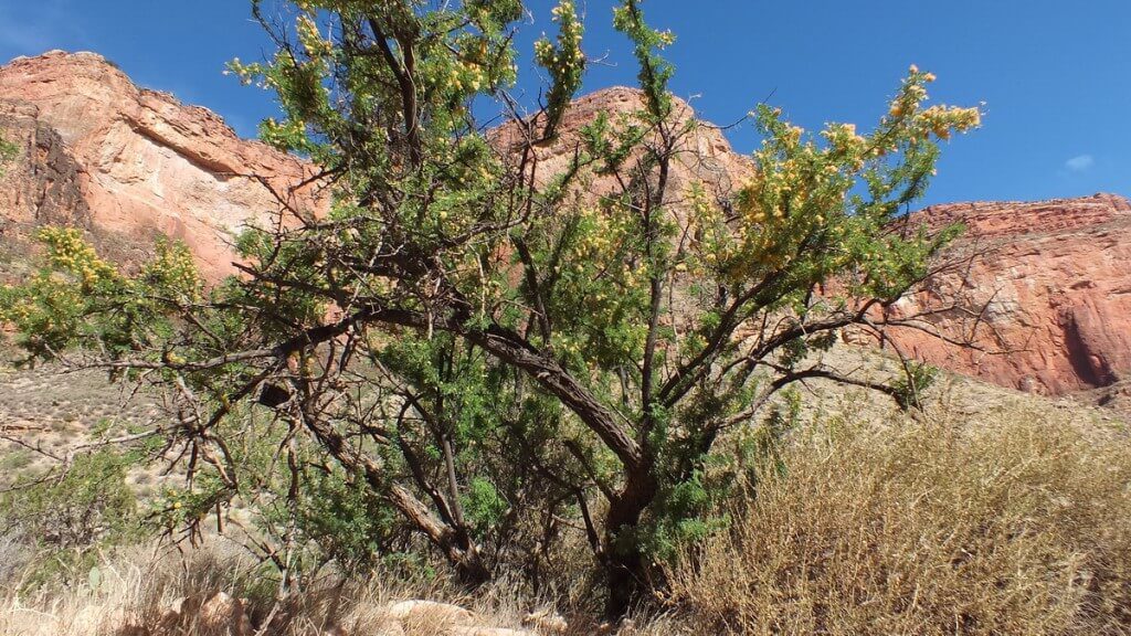 catclaw acacia - bright angel trail 20a