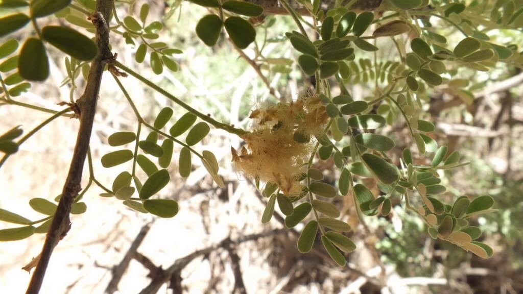 catclaw acacia on bright angel trail 20 c
