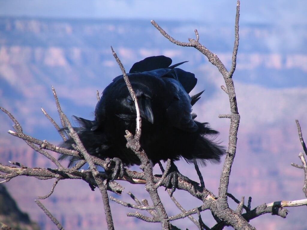 Common Raven on a tree at Grand Canyon National Park 