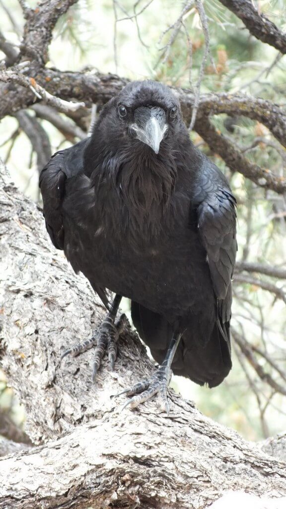 Common Raven on a tree trunk at Grand Canyon National Park in Arizona, U.S.A.