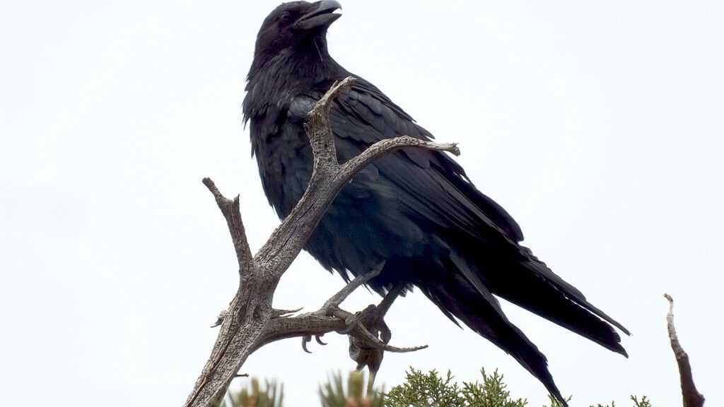 Common Raven on a tree at Grand Canyon National Park in Arizona, U.S.A.