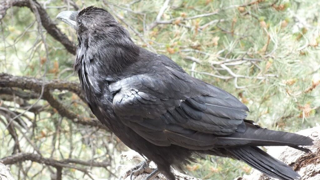 Common Raven on a tree branch at Grand Canyon National Park in Arizona, U.S.A.
