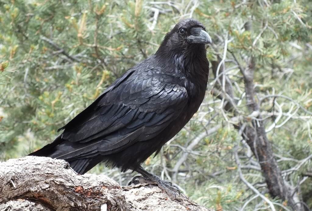 Common Raven sitting on a tree at Grand Canyon National Park in Arizona, U.S.A.