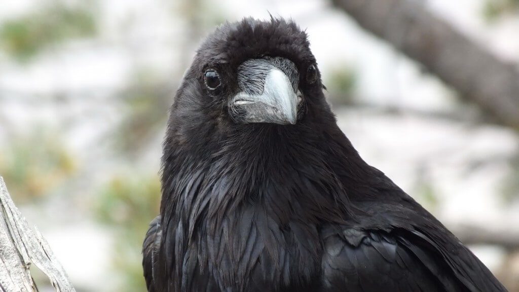 A Common Raven at Grand Canyon National Park in Arizona, U.S.A.
