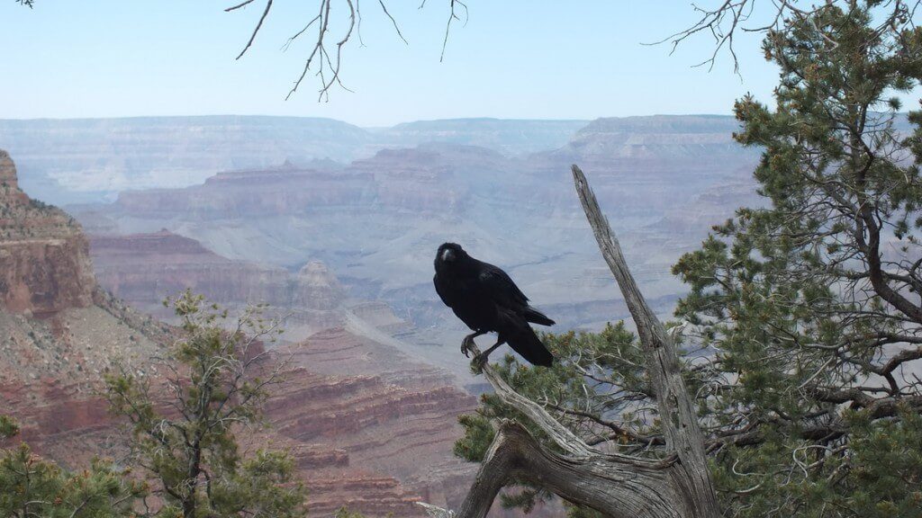 A Common Raven sitting atop a branch at Grand Canyon National Park in Arizona, U.S.A.