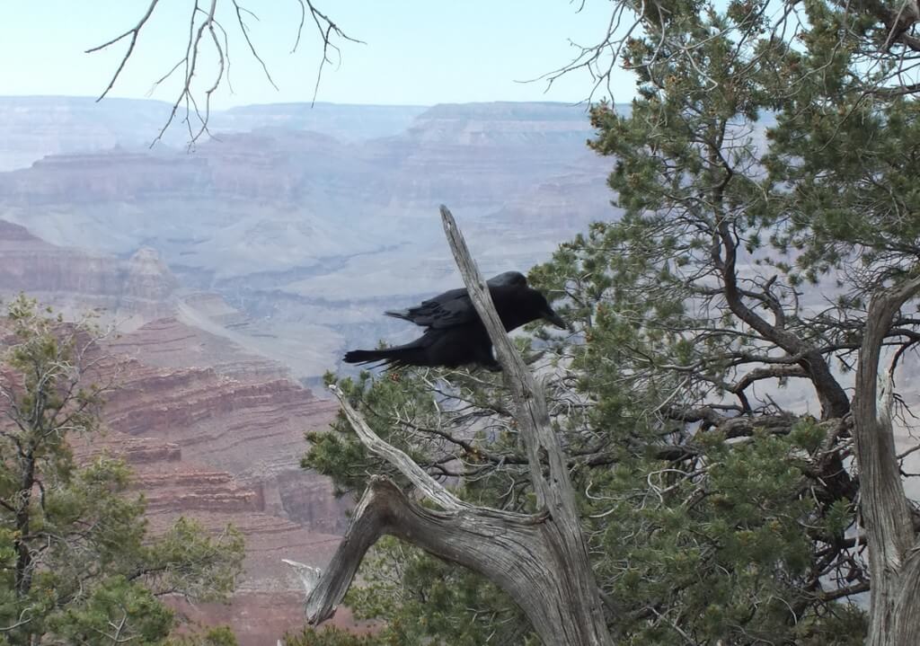 Common Raven landing in a tree at Grand Canyon National Park in Arizona, U.S.A.