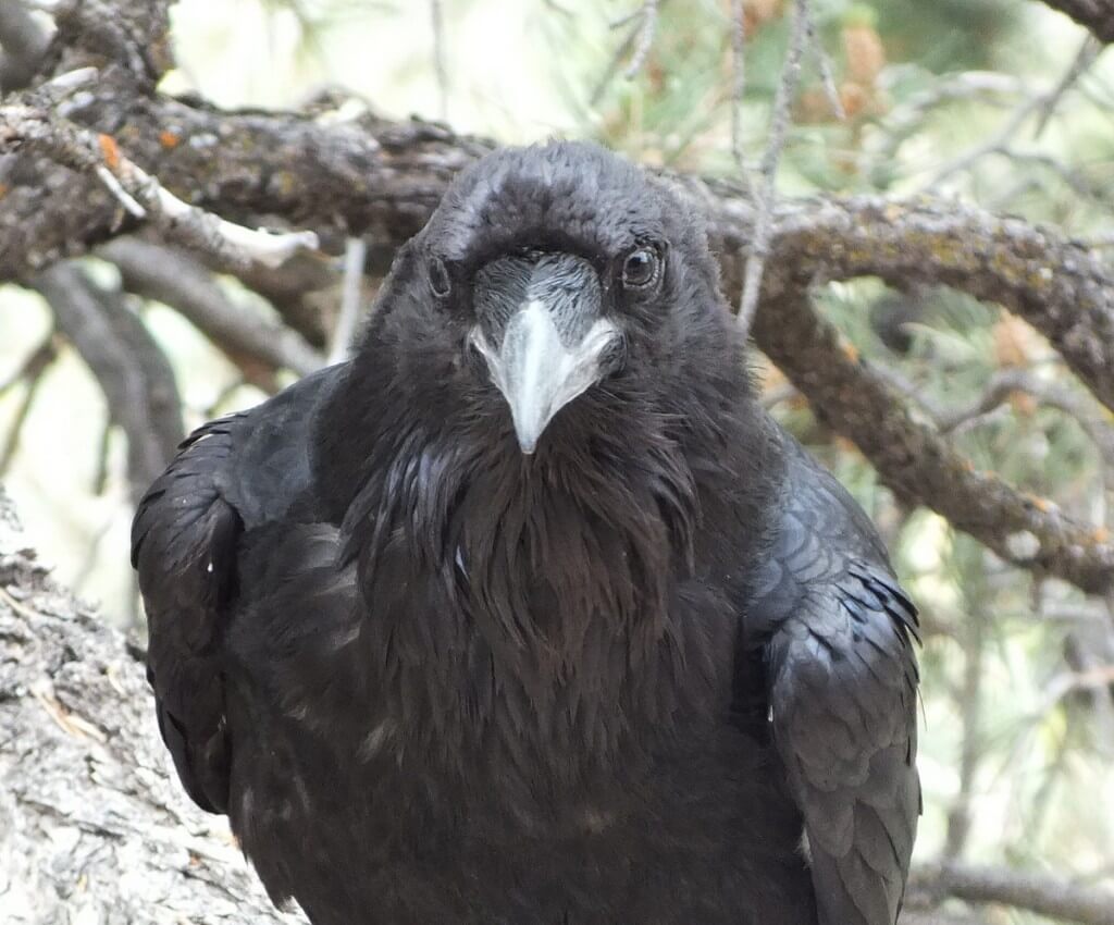 Common Raven at Grand Canyon National Park in Arizona, U.S.A.