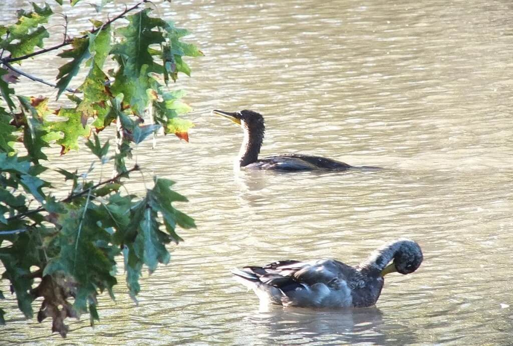 double-crested cormorant and duck, lynde shores