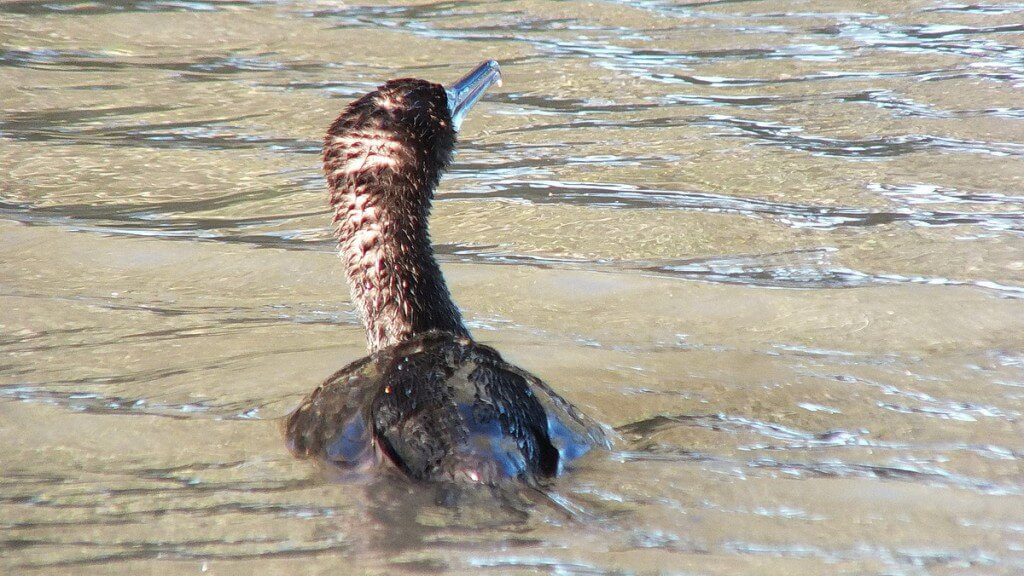 double-crested cormorant, lynde shores conservation area