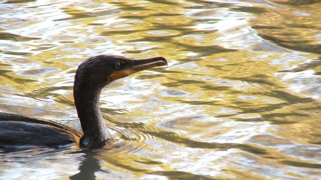 double-crested cormorant on golden colored waters