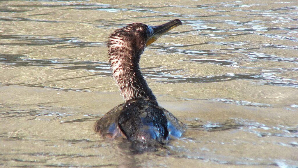 double-crested cormorant, profile of head