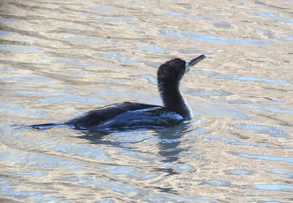 double-crested cormorant swims along surface