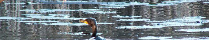 double-crested cormorant swims towards swamp