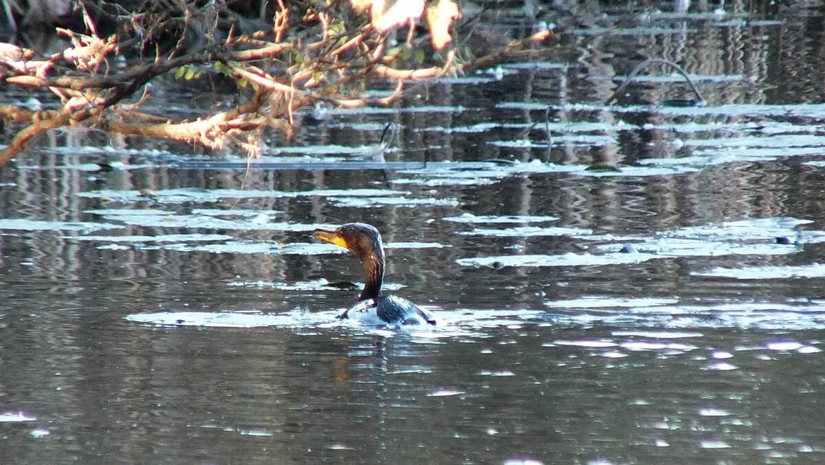 double-crested cormorant swims towards swamp