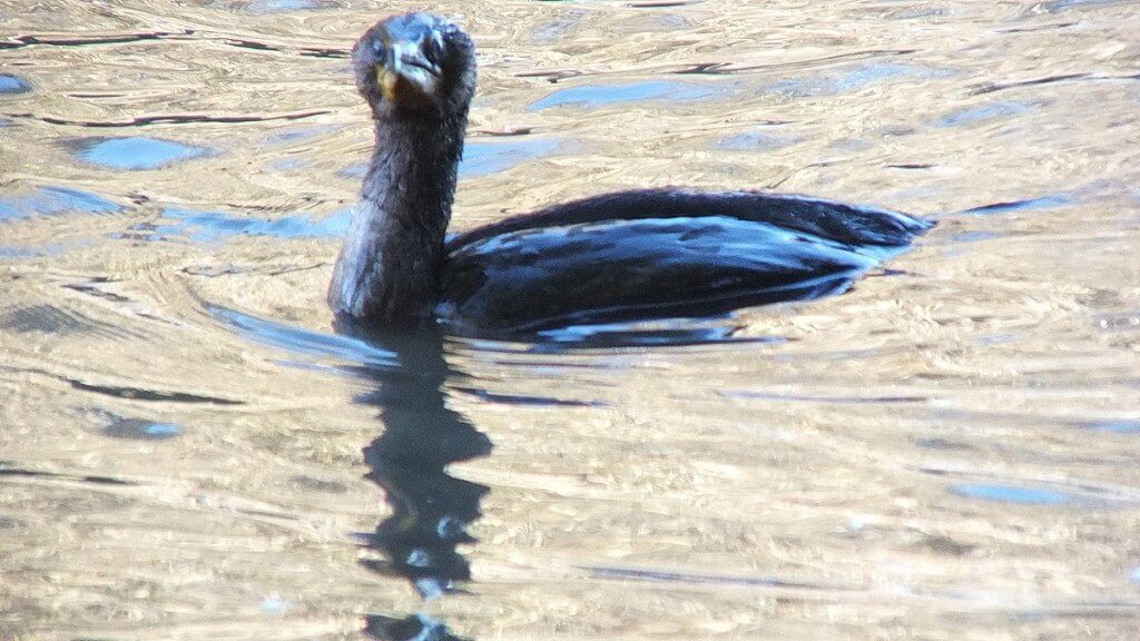 double-crested cormorant, whitby