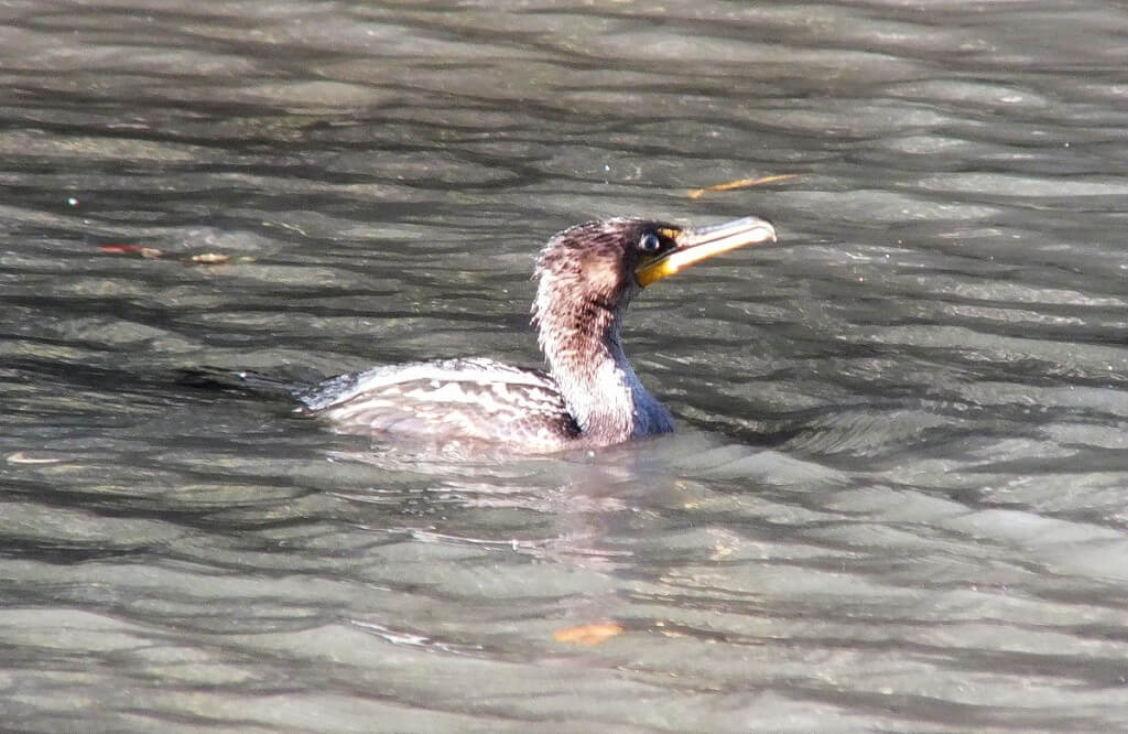double-crested cormorant,at lynde shores