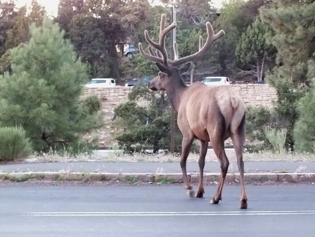 elk crosses roadway, grand canyon