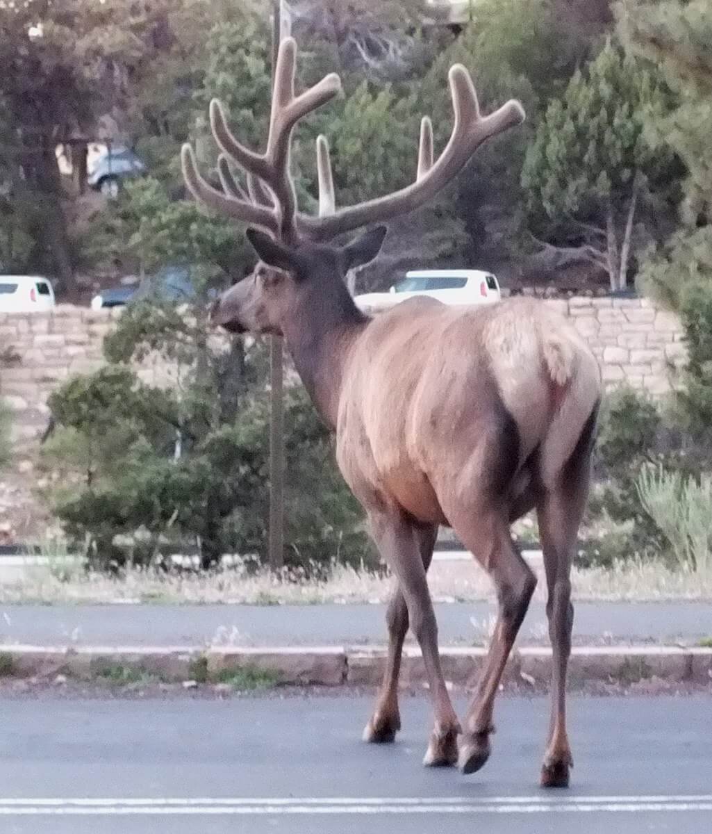 elk crosses roadway, grand canyon 2