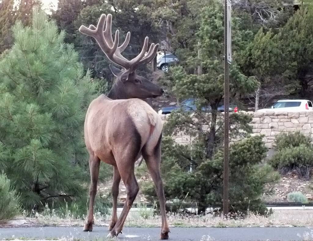 elk crosses roadway, grand canyon 3