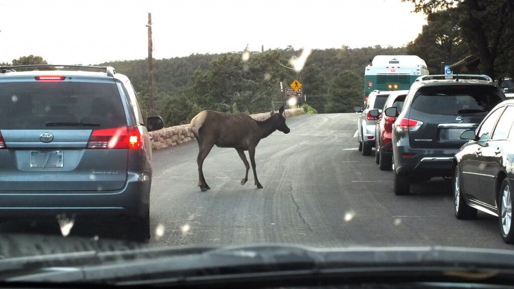 elk crosses roadway, grand canyon 4