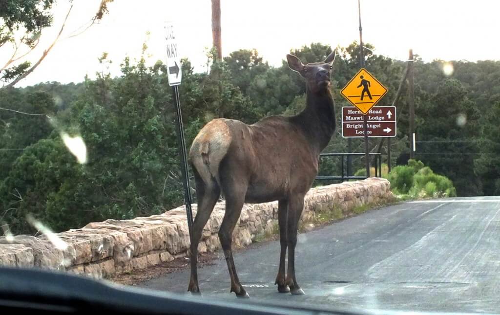 elk crosses roadway, grand canyon 7