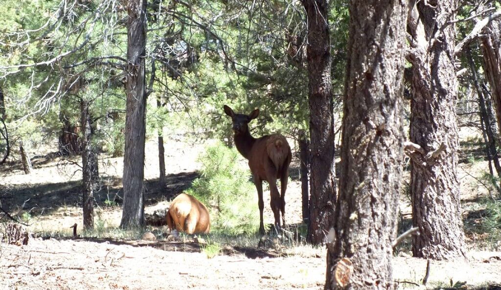 elk in forest, grand canyon 1
