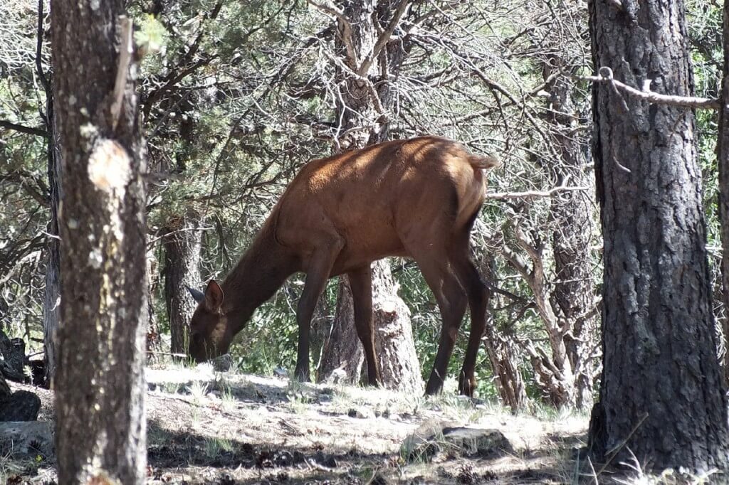 elk in forest, grand canyon 6