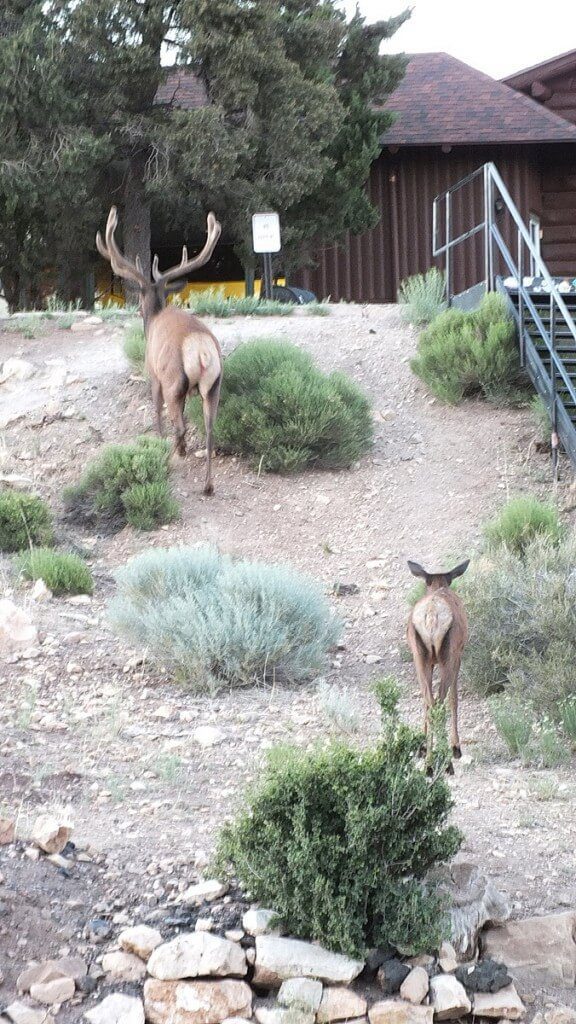 elk in grand canyon village