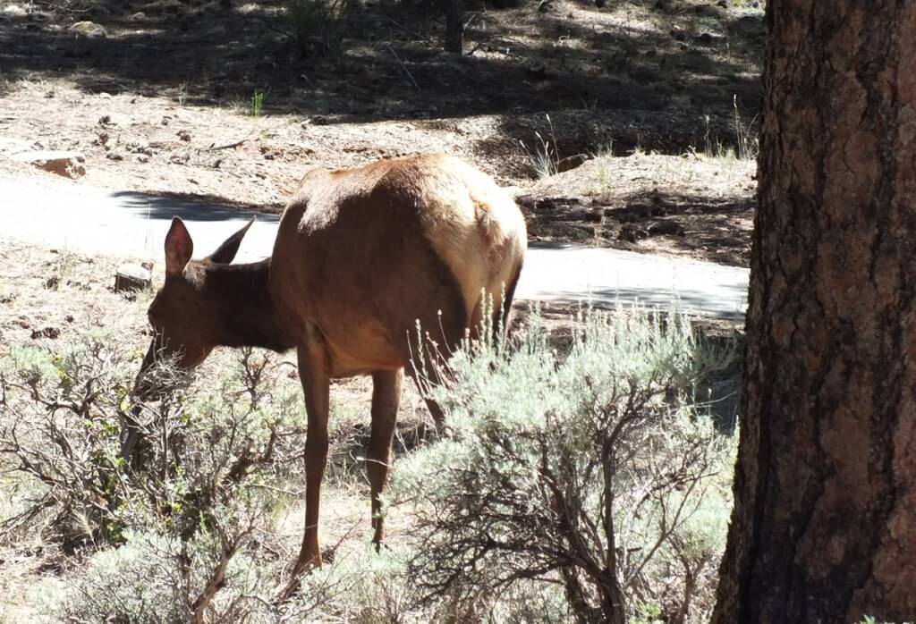 elk in meadow, grand canyon 2
