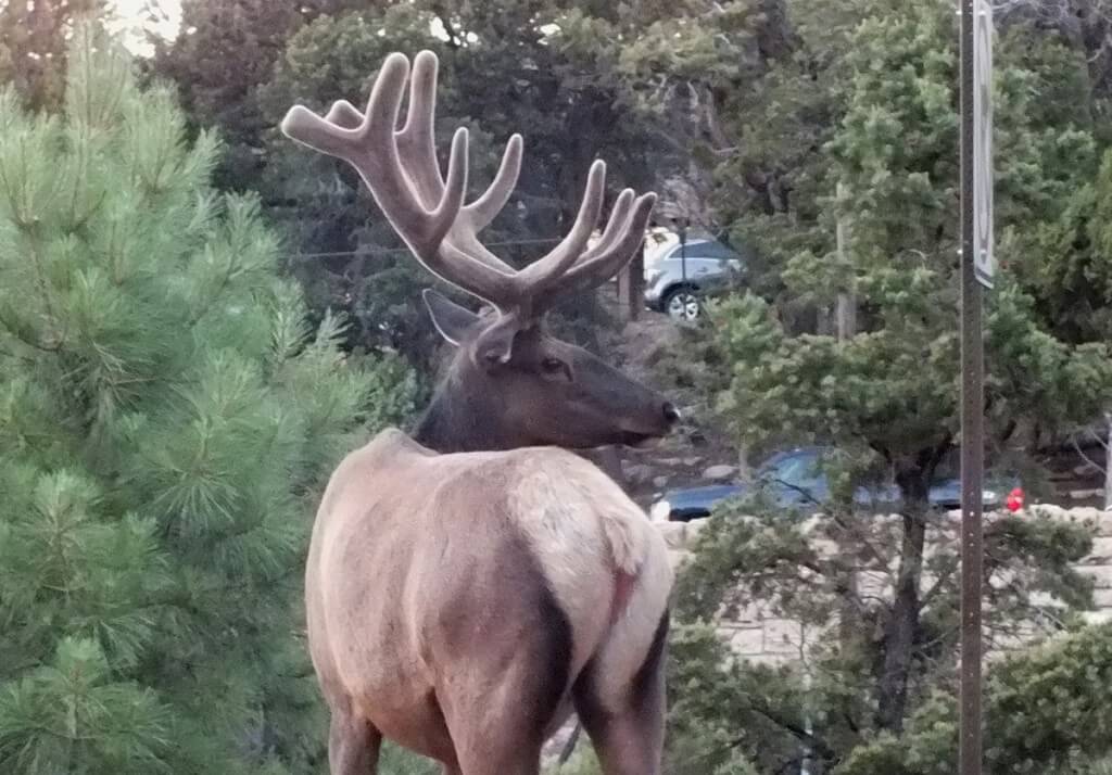 elk on roadway, grand canyon 3