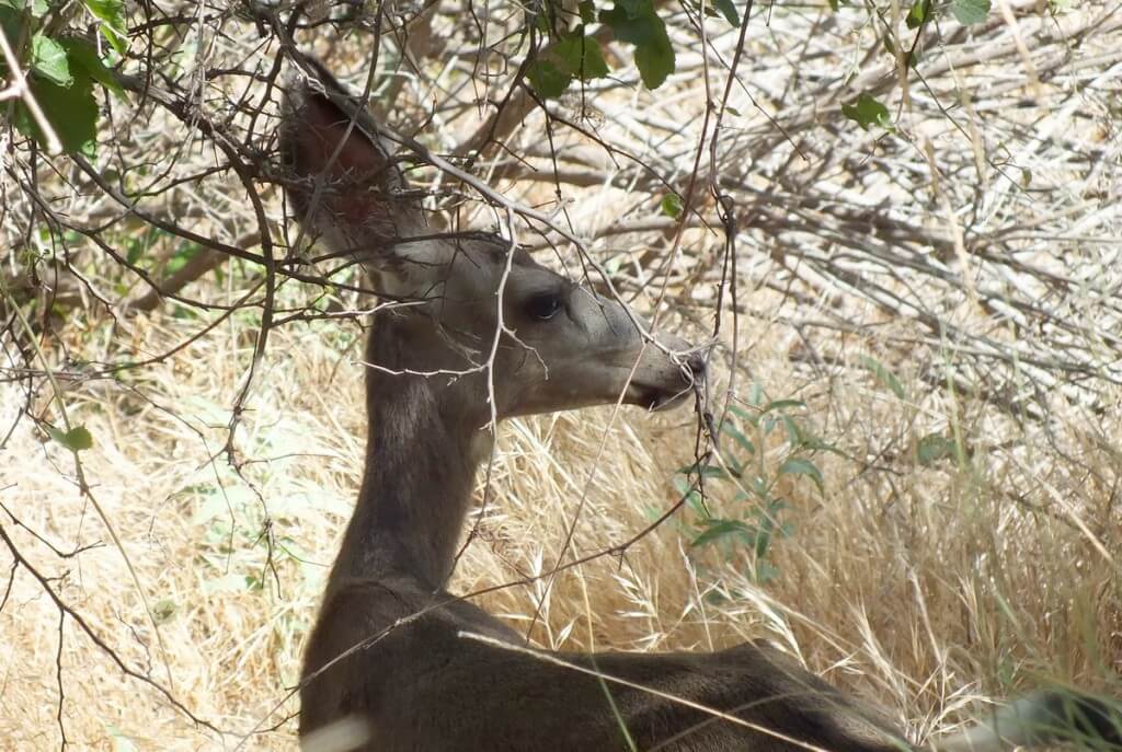 grand canyon - mule deer under tree