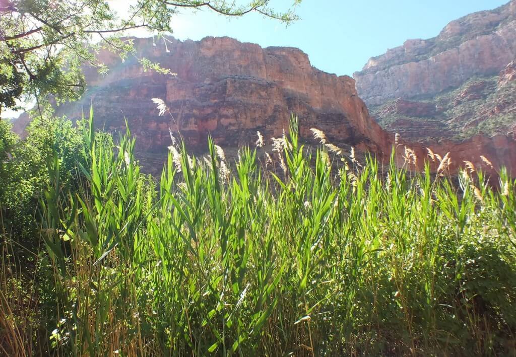 grass growing at indian garden 35