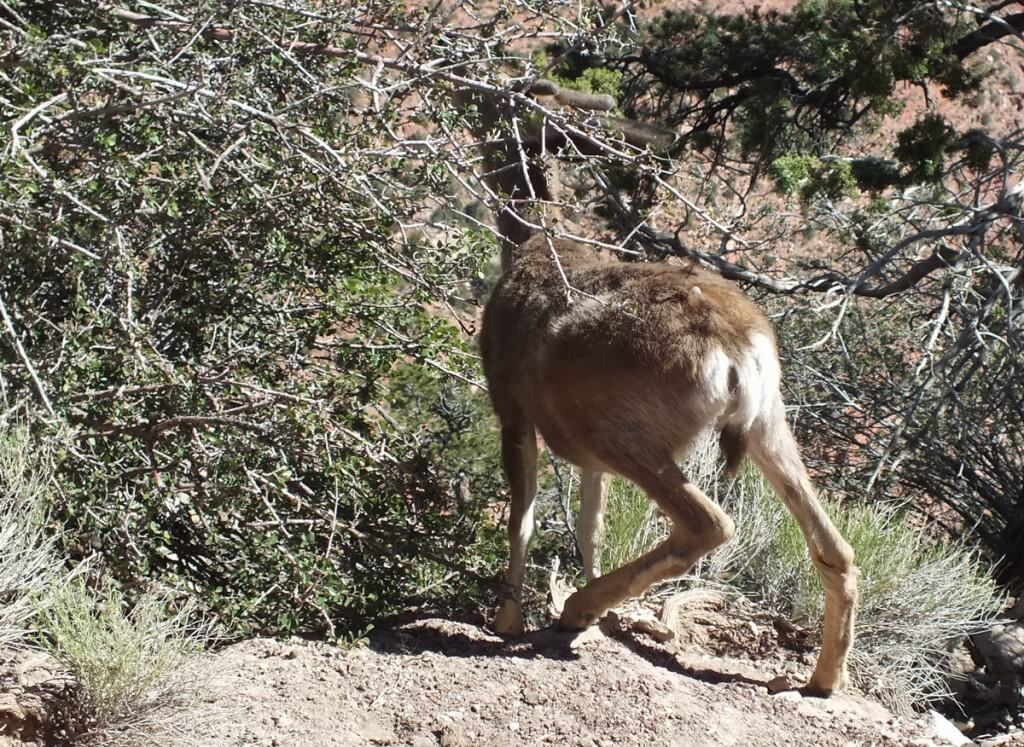 mule deer among thorn bushes, grand canyon